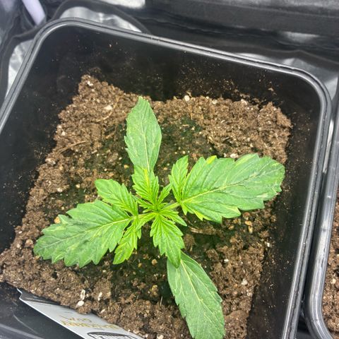 Blackberry gum  growlog timeline photo