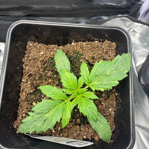 Blackberry gum  growlog photo: Weird discoloration in plants ? 
Possibly due to humidity swings ? - malfunctioning sensor on few occasions 