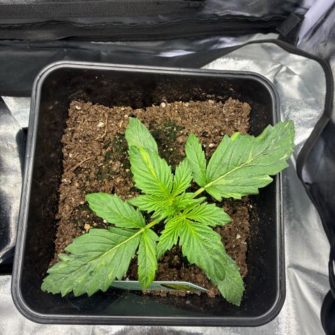 Blackberry gum  growlog timeline photo