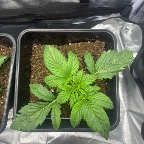 Blackberry gum  growlog timeline photo