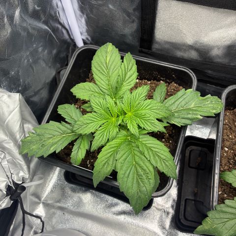 Blackberry gum  growlog timeline photo