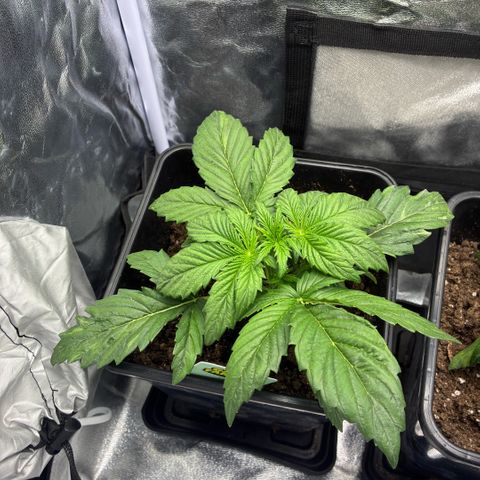 Blackberry gum  growlog timeline photo