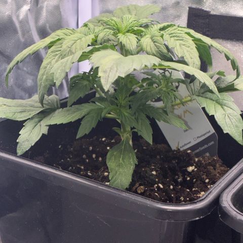 Blackberry gum  growlog timeline photo