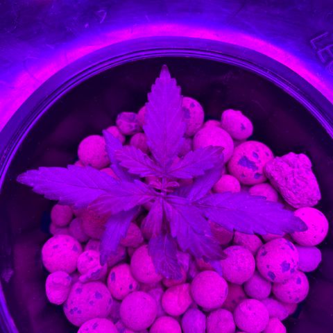 Gorilla Glue AutoFlower growlog photo: Brown tips? - need to research - still a newbie 