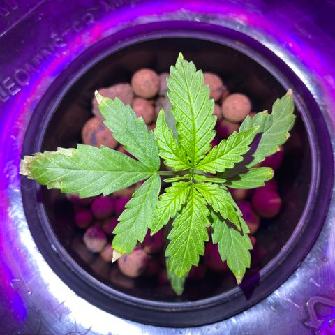 Gorilla Glue AutoFlower growlog photo: Tip burn