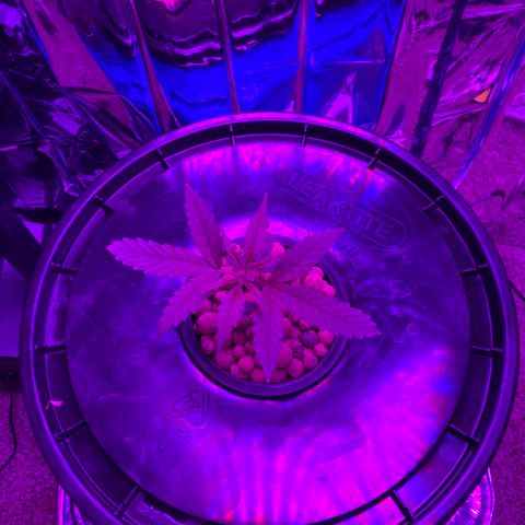 Gorilla Glue AutoFlower growlog photo: Progress