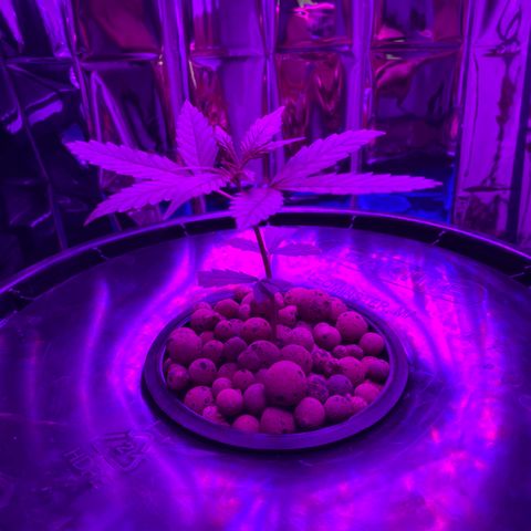 Gorilla Glue AutoFlower growlog photo: Progress