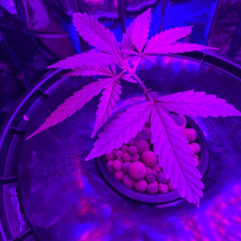 Gorilla Glue AutoFlower growlog photo: Progress