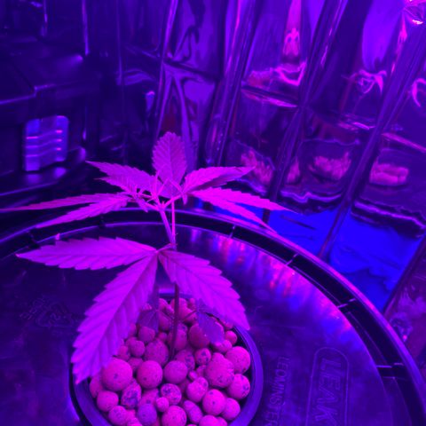 Gorilla Glue AutoFlower growlog photo: Progress