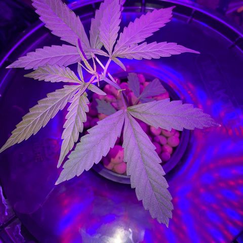 Gorilla Glue AutoFlower growlog timeline photo
