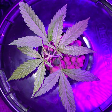 Gorilla Glue AutoFlower growlog timeline photo