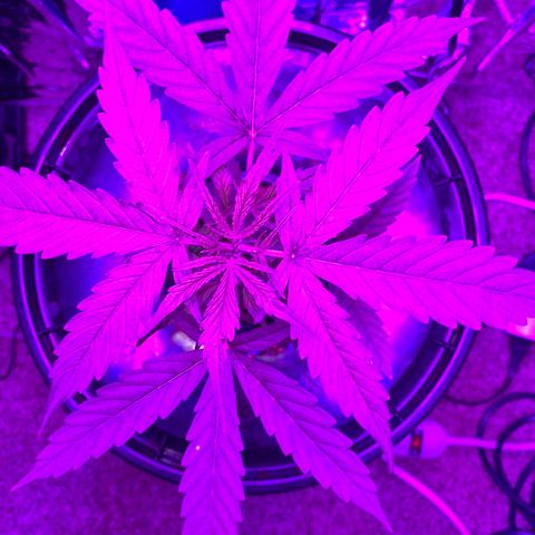 Gorilla Glue AutoFlower growlog photo: Root system