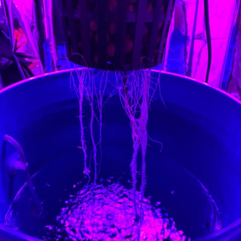 Gorilla Glue AutoFlower growlog photo: Root system
