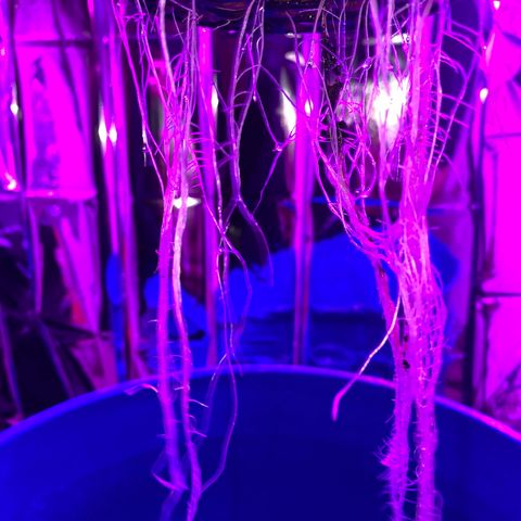 Gorilla Glue AutoFlower growlog photo: More root system