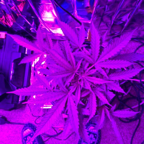 Gorilla Glue AutoFlower growlog photo: Progress - maybe need to top?