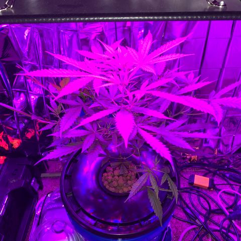 Gorilla Glue AutoFlower growlog timeline photo