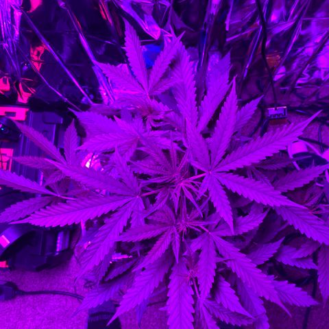 Gorilla Glue AutoFlower growlog timeline photo