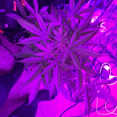 Gorilla Glue AutoFlower growlog timeline photo