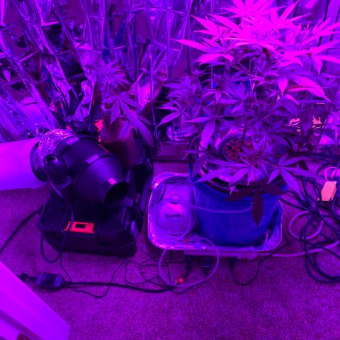 Gorilla Glue AutoFlower growlog timeline photo