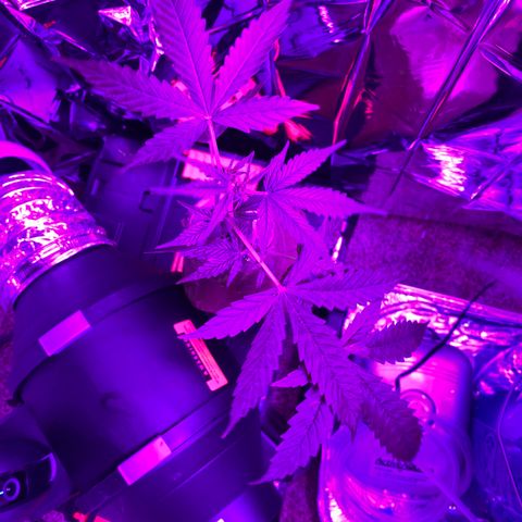 Gorilla Glue AutoFlower growlog timeline photo