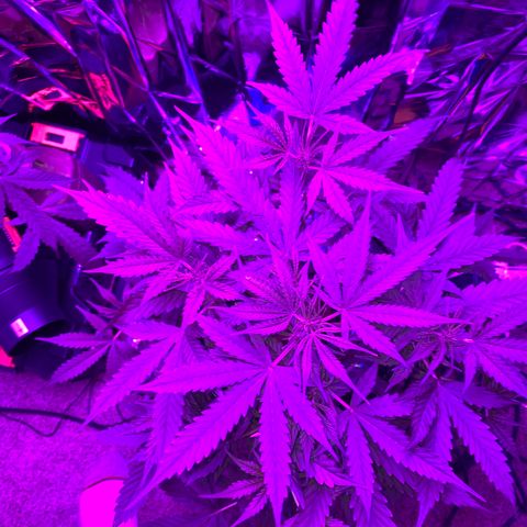 Gorilla Glue AutoFlower growlog timeline photo