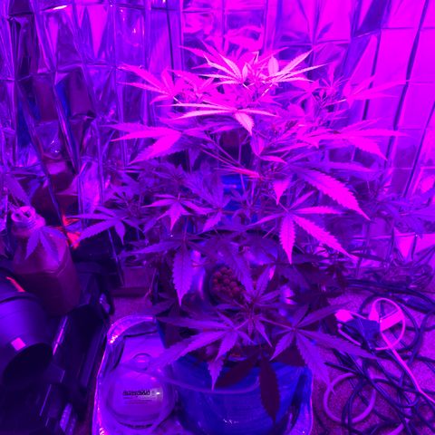 Gorilla Glue AutoFlower growlog timeline photo