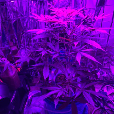 Gorilla Glue AutoFlower growlog timeline photo