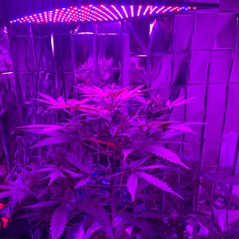 Gorilla Glue AutoFlower growlog timeline photo