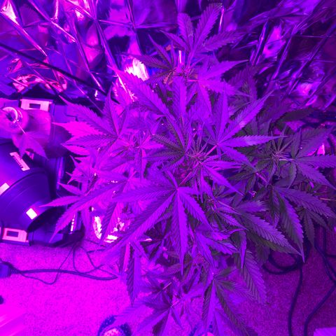 Gorilla Glue AutoFlower growlog timeline photo