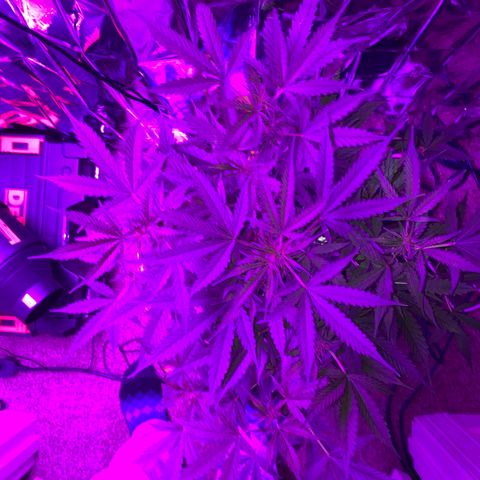 Gorilla Glue AutoFlower growlog timeline photo