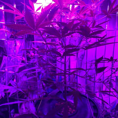 Gorilla Glue AutoFlower growlog timeline photo