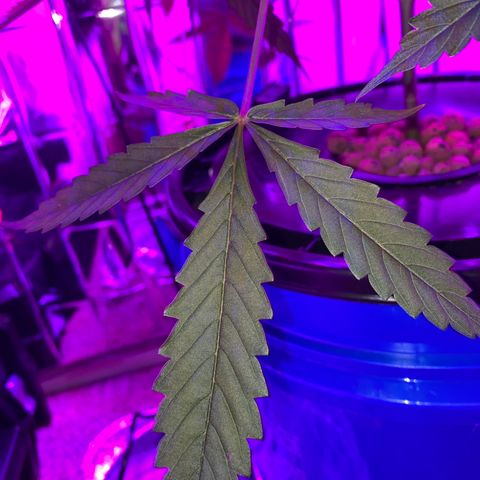 Gorilla Glue AutoFlower growlog timeline photo