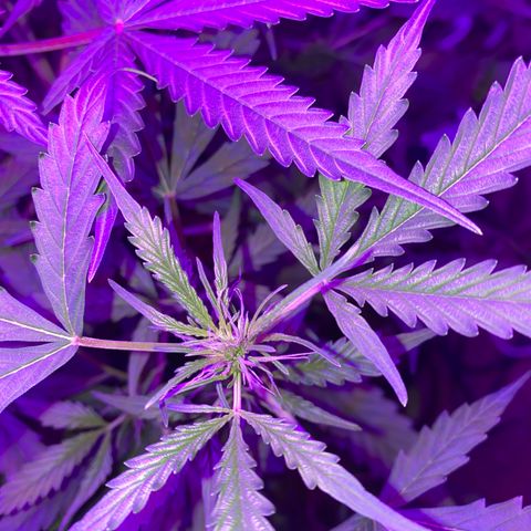 Gorilla Glue AutoFlower growlog timeline photo