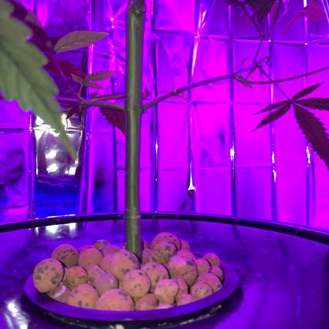 Gorilla Glue AutoFlower growlog timeline photo