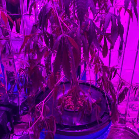 Gorilla Glue AutoFlower growlog photo: Almost out of water … this is the result - must watch closer - refilled reservoir- let’s see if she can recover