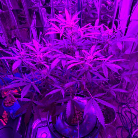 Gorilla Glue AutoFlower growlog photo: Not much change yet 