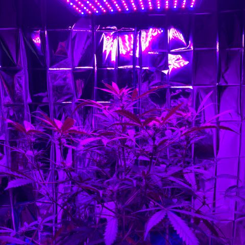 Gorilla Glue AutoFlower growlog photo: Not much change yet 