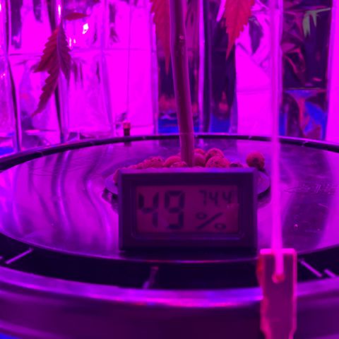 Gorilla Glue AutoFlower growlog photo: Health check