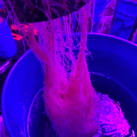 Gorilla Glue AutoFlower growlog photo: Health check