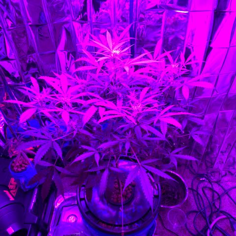 Gorilla Glue AutoFlower growlog photo: Health check