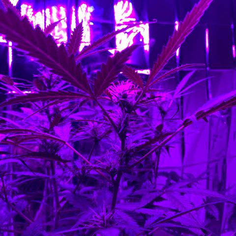 Gorilla Glue AutoFlower growlog photo: Health check