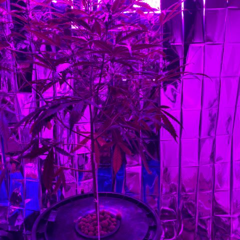 Gorilla Glue AutoFlower growlog photo: Health check