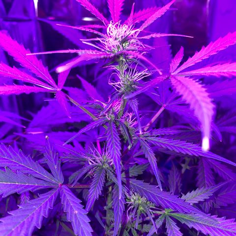 Gorilla Glue AutoFlower growlog photo: Starting to flower … seems early but what do I know … I’m still a newbie.