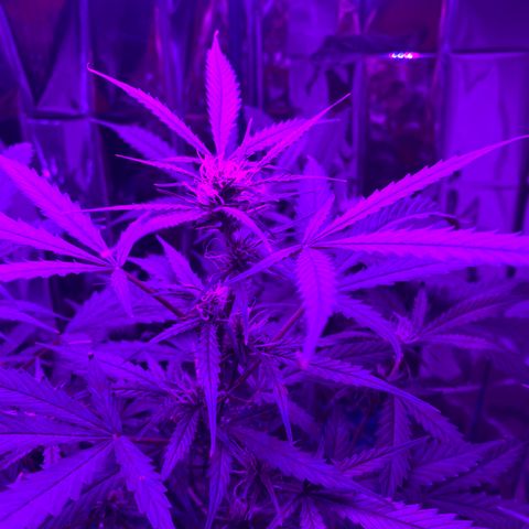 Gorilla Glue AutoFlower growlog photo: Starting to flower … seems early but what do I know … I’m still a newbie.