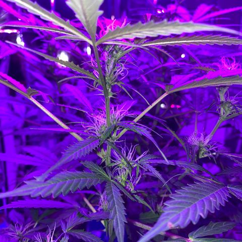 Gorilla Glue AutoFlower growlog photo: Starting to flower … seems early but what do I know … I’m still a newbie.
