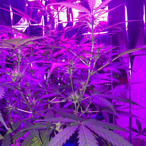 Gorilla Glue AutoFlower growlog photo: Starting to flower … seems early but what do I know … I’m still a newbie.