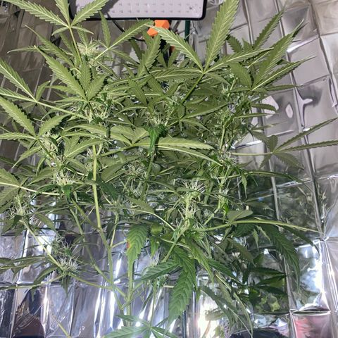 Gorilla Glue AutoFlower growlog photo: Vegetation stage is over - flowering has begun