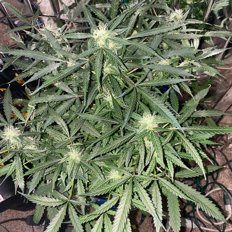 Gorilla Glue AutoFlower growlog photo: Vegetation stage is over - flowering has begun