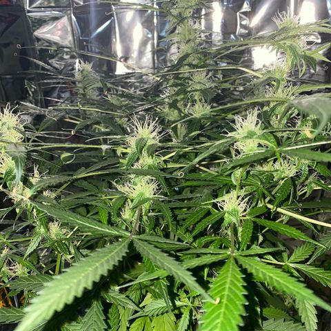 Gorilla Glue AutoFlower growlog photo: Vegetation stage is over - flowering has begun