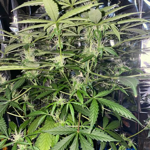 Gorilla Glue AutoFlower growlog photo: Vegetation stage is over - flowering has begun
